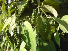 ~~BLACK PEPPER~~Piper nigrum~~Live STARTER Plant~~USA Seller~~