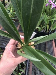 Masdevallia Redshine ‚Sheila‘ FCC/AOS Easy Grower