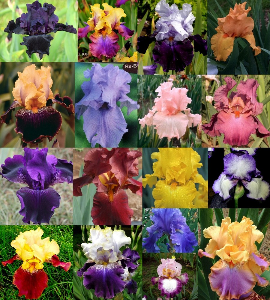 Tall Bearded Iris Rhizome/Bulb~MIXED COLORS~YOU PICK QTY~Some Rebloom~FREE SHIP