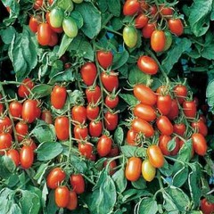 Juliet Tomato Seeds (F1 Hybrid) | Non-GMO | Free Shipping | Seed Store | 1033