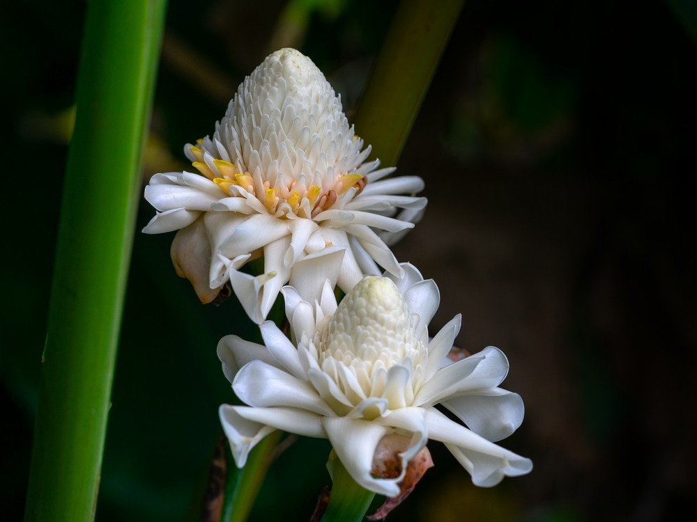 White Torch Ginger Rhizome (Etlingera Elatior) Tropical Flower Outdoor Plant
