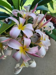 10 Plumeria Seeds Perennial Flowers Flower «Pink White Yellow»