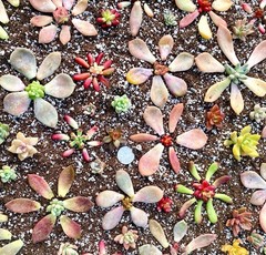 50 Colorful All Different Succulent Leaves Starter Kit Easy Propagation FREESHIP