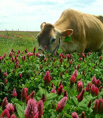 Crimson Clover / Italian Clover Seed (Trifolium incarnatum) 20 Lbs Free Shipping