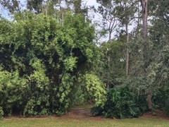Bambusa multiplex – Green Hedge Clumping Bamboo – Start, One Rooted Cutting
