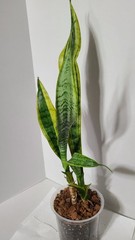 Sansaveria Laurentii In 5 Inch Pot / Plant Is 23 Inches Tall / Very Easy To Grow
