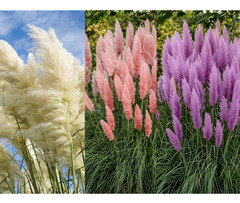 Pink White Purple Pampas Grass Seeds Bundle Pack 60 Seeds (20 Each Color)