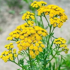 500+ Tansy Seeds – Tanacetum vulgare – Heirloom, Perennial Flower Seeds Non-GMO