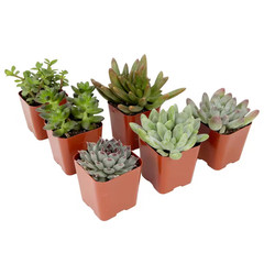 2IN Easy Care Live Succulent (6-Pack)