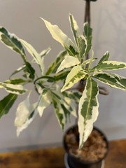 Variegated Baobab (Adansonia digitata ‘Variegata’) US seller, similar to picture
