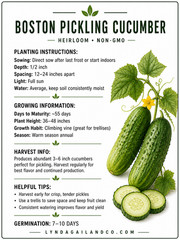 Boston Pickling Cucumber Seeds Heirloom Non-GMO 3-6 Inch Fast Growing