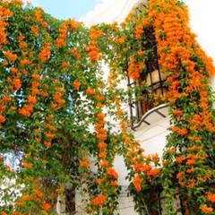 20 SEEDS Saffron Orange JASMINE rare flower exotic climber vine bush USA SELLER