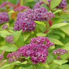 Spiraea Double Play Dolly Japonica Very Durable & Easy Care In Live Plant 4″ Pot