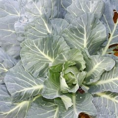 2,000 Morris Collard Seeds Non-GMO Heirloom Free Shipping.