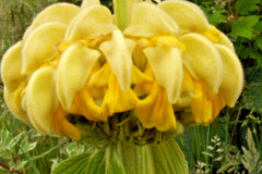 bright yellow phlomis 50 seeds Jerusalem sage, phlomis russeliana