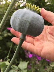 1,500 Fresh Giganteum Poppy Seeds – P. Somniferum – Giant Seed Heads&Huge Blooms