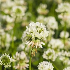 Dutch White Clover Seeds – NON-GMO Heirloom Cover Crop, Lawn Pasture Alternative