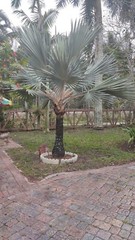 100 Exotic Red Latania ( Latan ) Ready to plant SEEDS