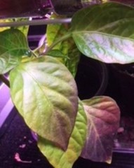 1 Live Plant Vegetable Sweet Pepper Seedling Plants 30 days old, 2″ to 4″ tall