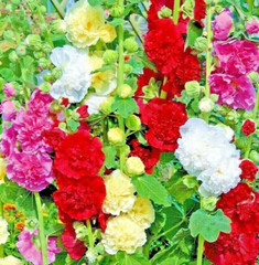 100 GIANT HOLLYHOCK HUMMINGBIRD MIX AUTUMN PLANTING FLOWERS BORDERS BEES SEEDS