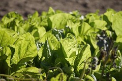 5 seeds)Swiss Chard Seeds Fordhook Giant Heirloom Non-GMO, Fast Growing