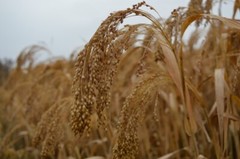 Brown Top Millet Seeds – Fast Growing Drought Tolerant Excellent Wildlife Food