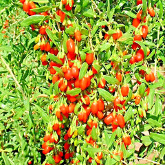 500+ GOJI BERRY SEEDS AUTUMN PERENNIAL NON-GMO CHINESE WOLFBERRY HARDY FRUIT USA