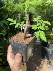 Palo Santo Bursera graveolens Mexican Green Variety Holy Wood Incense Live Plant