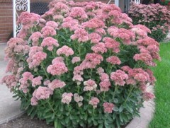 Succulent | Sedum ‚Autumn Joy‘ | Sedum Stonecrop | Easy Hardy Plant | Butterfly