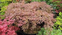 Doctor Brown Grafted Japanese Maple Plants