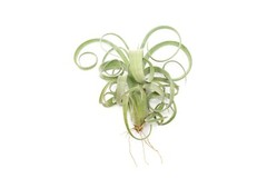 Curly Slim Tillandsia Air Plants – Wholesale Bulk – Easy Care Indoor/Outdoor
