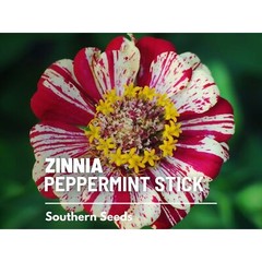 Zinnia, Peppermint Stick – 100 Seeds – Candy-Striped (Zinnia Elegans)