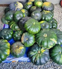 Pumpkin 15 Seeds Cucurbita moschata Enormous Large Pumpkin Soler