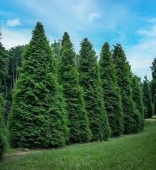 10 Green Giant Tree Arbovitae Thuja Plicata Evergreen Tree Starter
