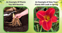 Larkspur Delphinium Perennial Bare Root Live Garden Plant Outdoor