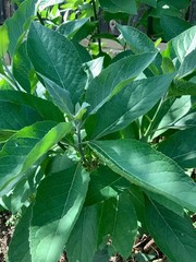 Organic freshly plucked Bitter leaf (Ewuro)