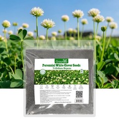Perennial White Dutch Clover Seeds, 2 LB – Nitrocoated Lawn Ground Cover