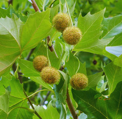 Live Sycamore Plant – 6–12” Tall – 4” Pot – Shade Tree for Garden & Landscape