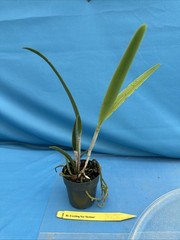 Rlc Everything Nice ‘Showtime’ Green White Fragrant Mericlone Orchid 2.5” Pot