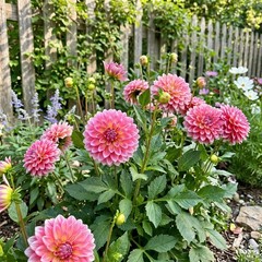 200pcs Dahlia Flower Seeds – Suitable for Patio & Outdoor Garden Growing
