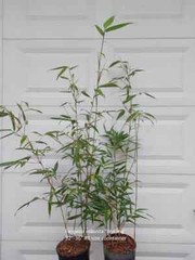 Fargesia ‘Rufa’,Sunset Glow clumping bamboo non running, great hedge or specimen