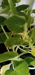 3 Pack -Live -Vegetable Summer Squash Seedling Plugs 30 days old, 2″ to 4″ tall