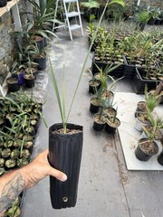 Nannorrhops ritchiana (Mazari Palm) – Tall Tree Pot – Cold Hardy Desert Palm