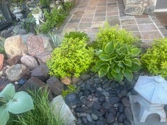 Hosta Christmas 5 live plants, Summer Blooms & Green Variegated Foliage in Shade