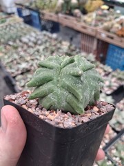 Astrophytum myriostigma kikko rare US seller