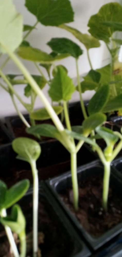 3 Pack -Live -Vegetable Summer Squash Seedling Plugs 30 days old, 2″ to 4″ tall