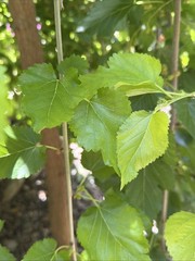 Mulberry Leaves Organic
