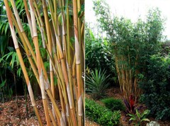Bambusa Alphonse Karr Clumping Bamboo «Golden Hedge» Non-Invasive 1 Gallon Size