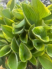 Hosta Christmas 5 live plants, Summer Blooms & Green Variegated Foliage in Shade