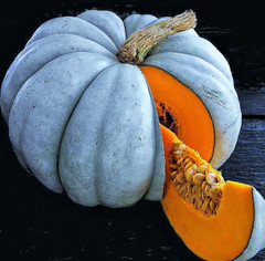 Jarrahdale Blue Pumpkin Seeds | Jarradale Queensland Cinderella Doll 2023 NEW